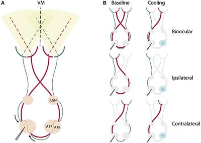 Callosal Influence on Visual Receptive Fields Has an Ocular, an Orientation-and Direction Bias